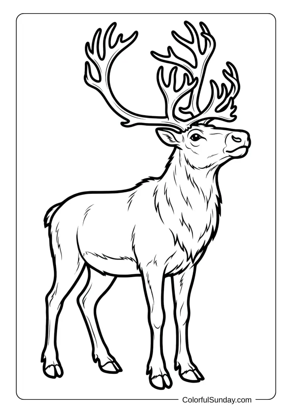 A powerful male reindeer coloring page with impressive antler rack standing in noble pose.