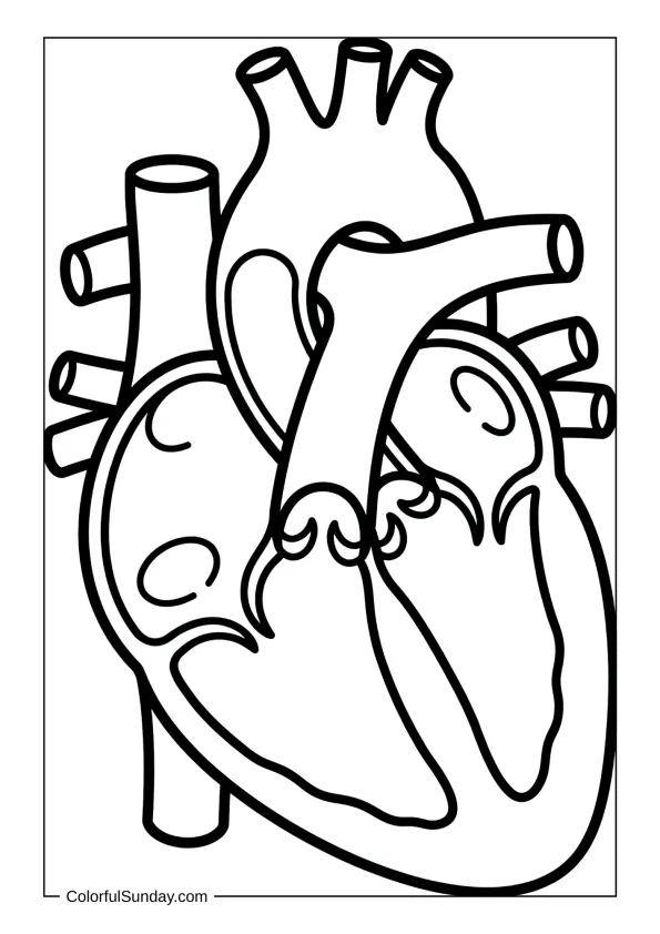 Anatomical heart outline in a coloring page