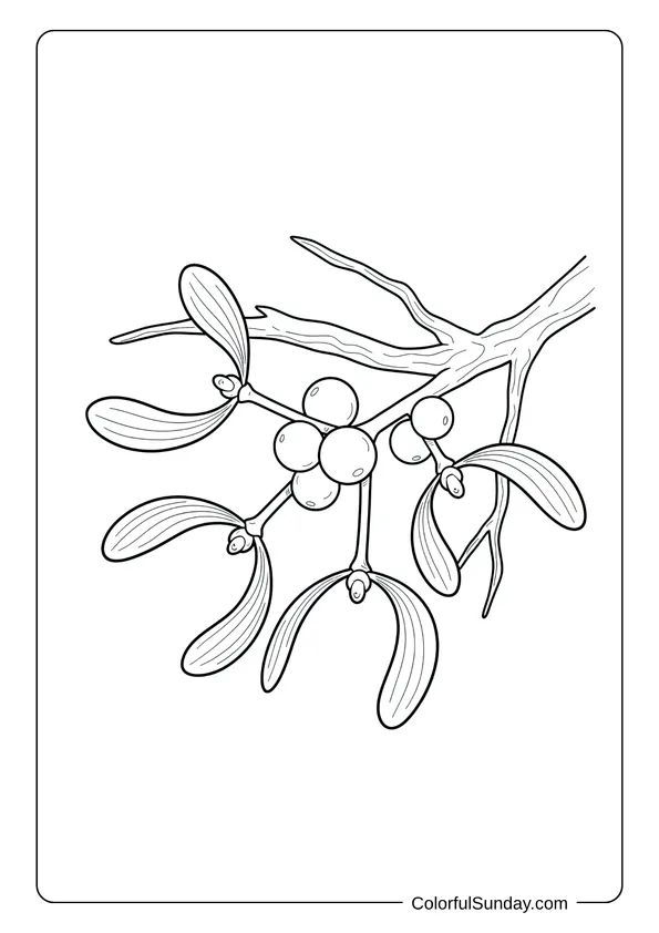 A coloring page of a realistic mistletoe plant with botanical details.